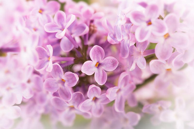 Lilac bloemen royalty-vrije stock foto's Lilac bloemen royalty-vrije stock foto's