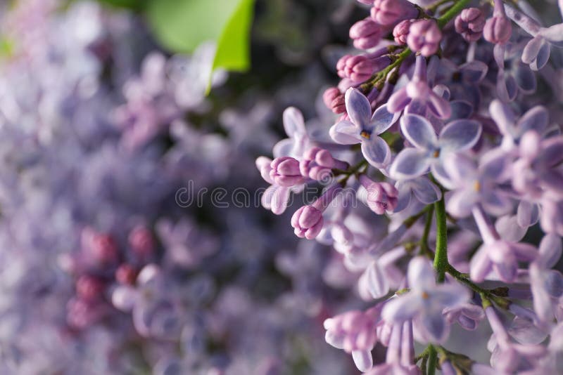 Lilac bloemen op hele achtergrond dicht bij selectieve focus