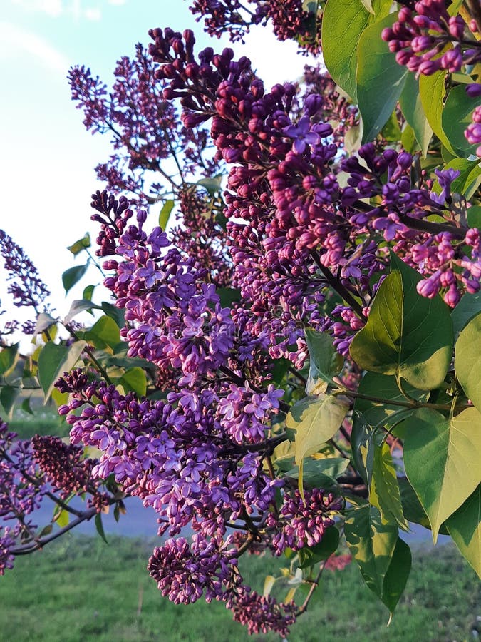 Lilac-blomning på våren royaltyfri fotografi