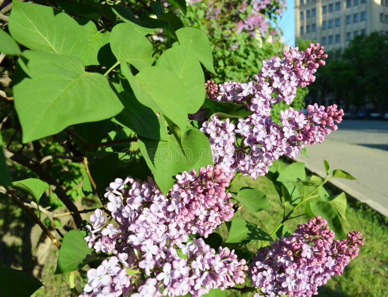 Lilac bloom i parken royaltyfri fotografi
