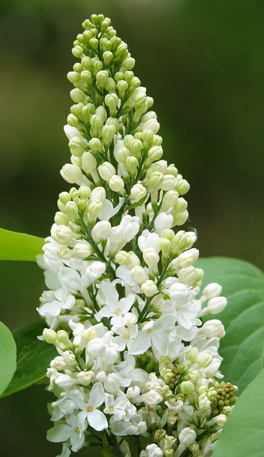 Lilac Blooms in Bunches of Flowers in Spring Stock Image Image of