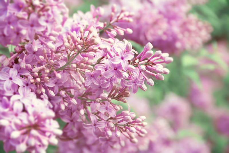 Lilac Blossoming Flowers stock image. Image of leaf, outdoor - 54483699