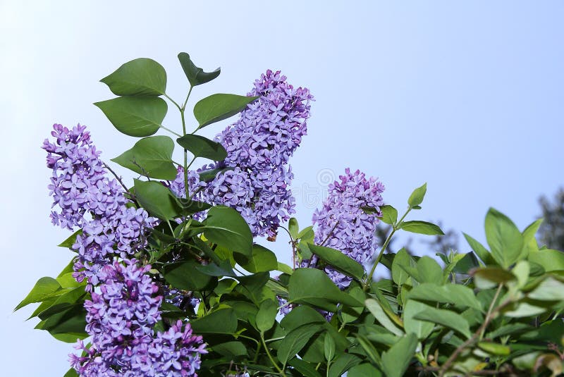 Lilac Blossoms stock photo. Image of life, spring, bush 777412