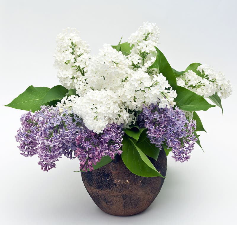 Lilac bouquet stock photo. Image of plant, season, bouquet 9331920