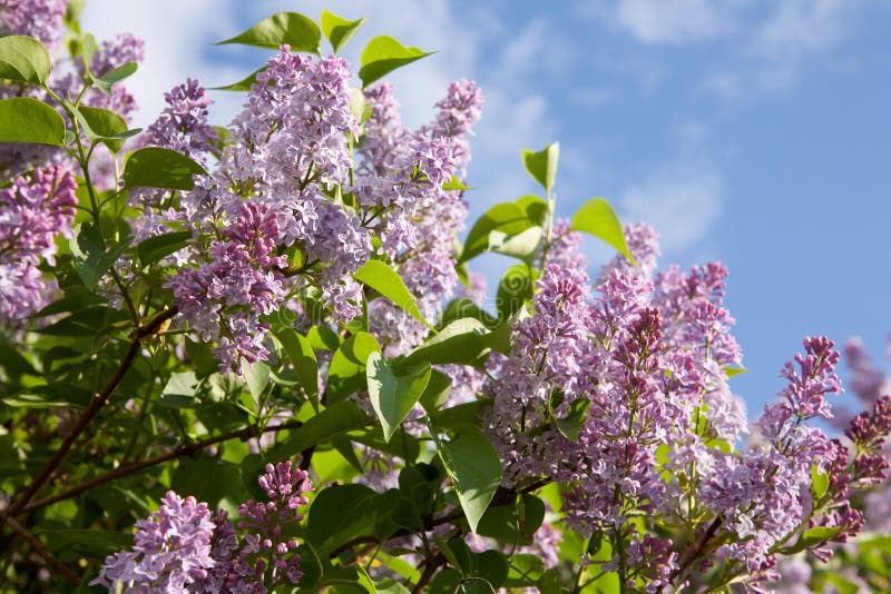 Lilac branch stock photo. Image of bush, botany, bunch - 11543248