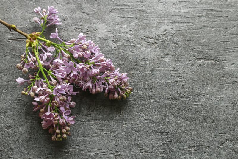 Lilac branch on grey stone background