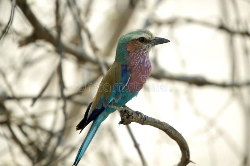 Lilac Breasted Roller (Coracias Caudatus), Botswana s national bird