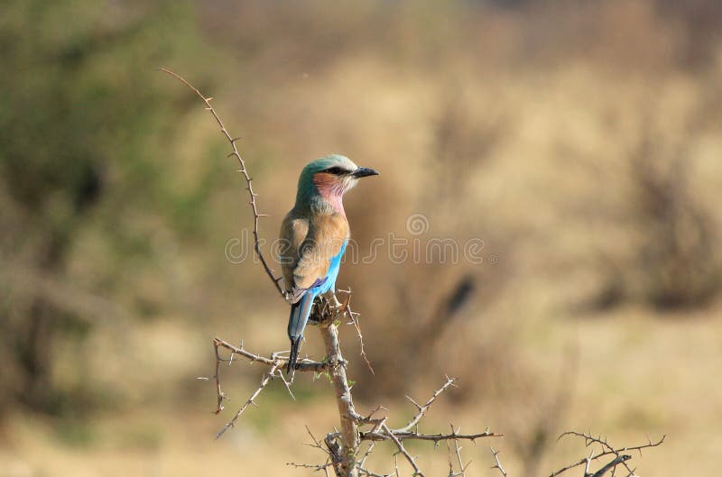 Lilac-breasted Roller, (Coracias caudatus), Etosha