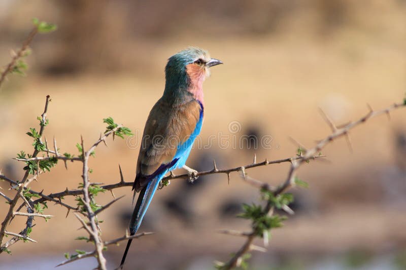 Lilac-breasted Roller, (Coracias caudatus), Etosha