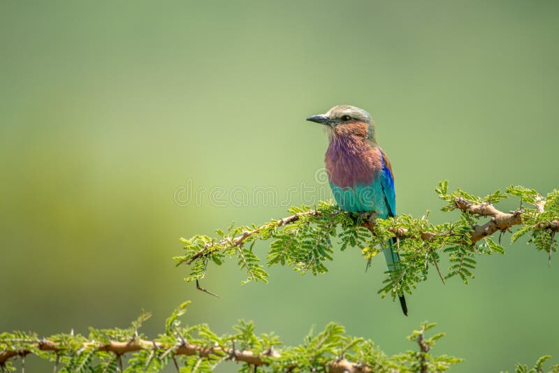 Lilac-breasted roller perches on thornbush in sunshine