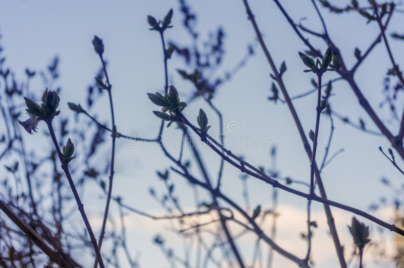 Lilac buds stock image. Image of flower, plant, bloom 203555031