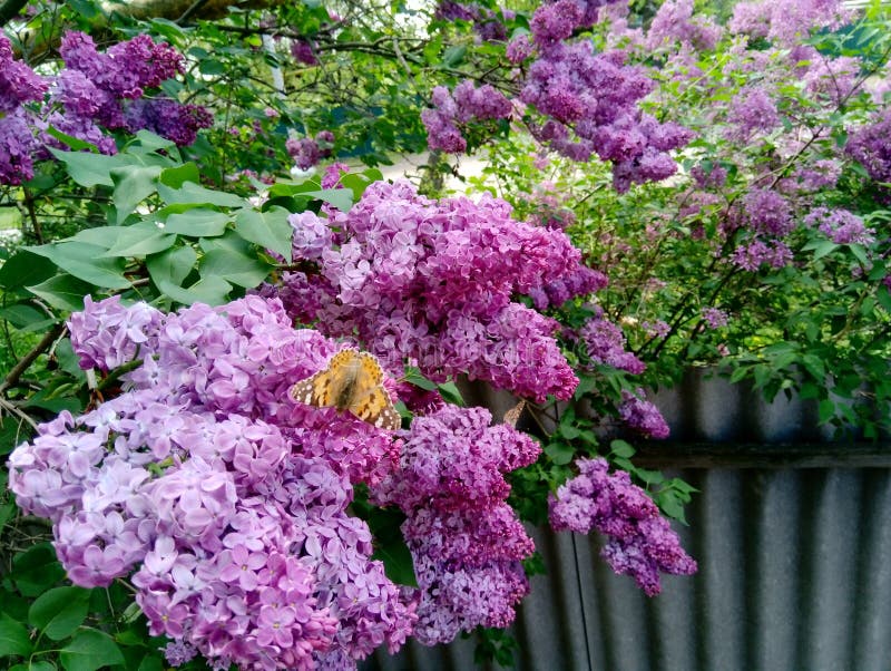 Butterfly On A Lilac Flowers Stock Image Image of burgeon, lilac