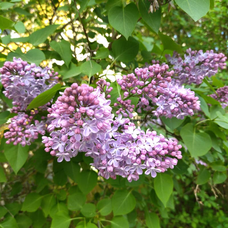 Lilac bush in midsummer stock photo. Image of petal 255434650