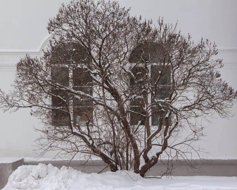 Lilac bush in winter stock photo. Image of whitewall 85284360