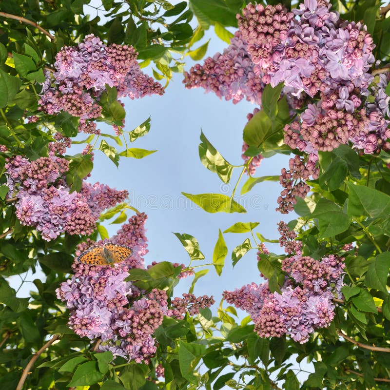 Lilac and butterfly stock photo. Image of branch, wing 24842204
