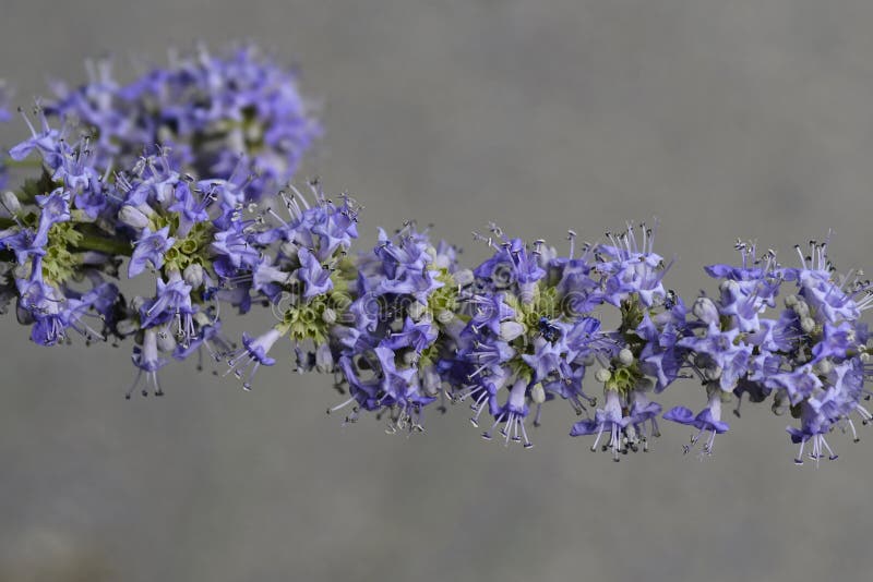 Lilac chaste tree stock image. Image of outdoors, tree 251294569