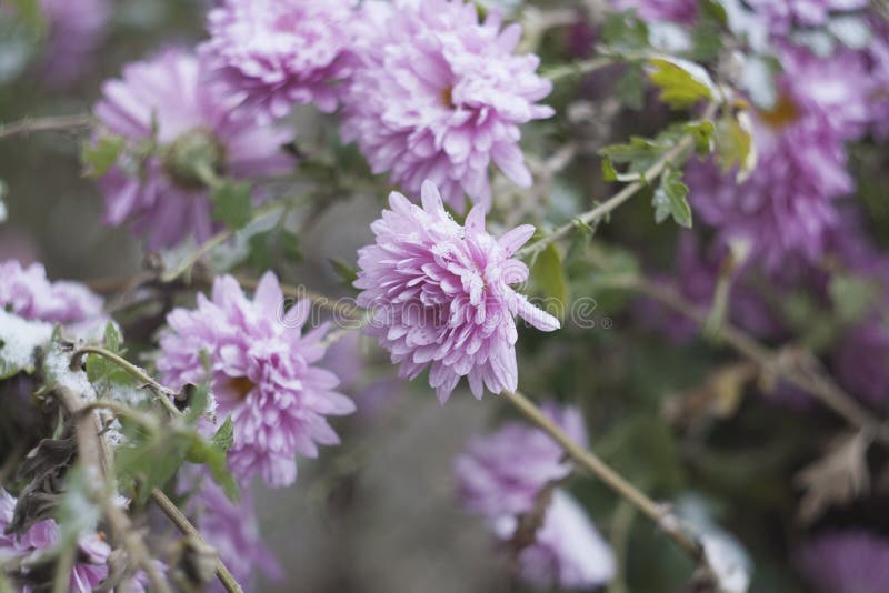 Chrysanthemums in a Snow (goldendaisy) Stock Photo Image of winter