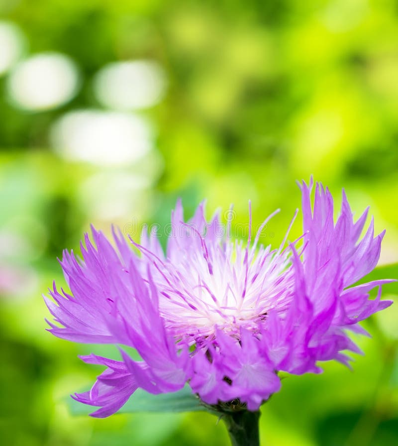 Lilac Cornflower on a Background of Green Grass. Close Up. Purple
