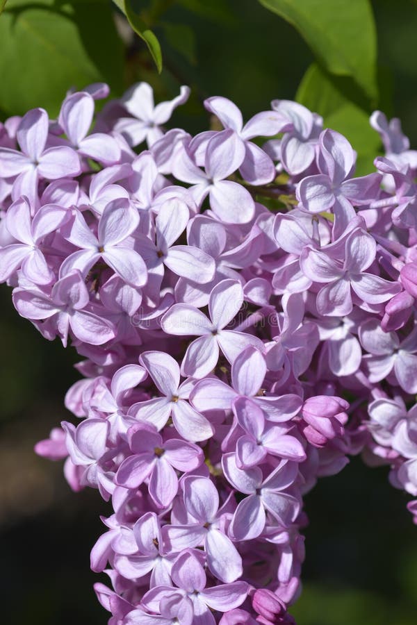 Lilac Esther Staley stock photo. Image of esther, leaf - 242992028