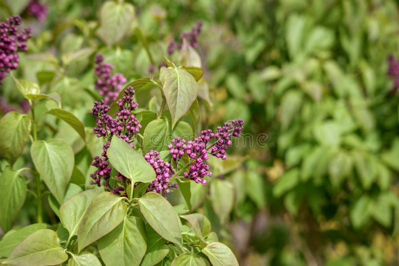Lilac floreciente con cúmulos de flores púrpuras y hojas verdes