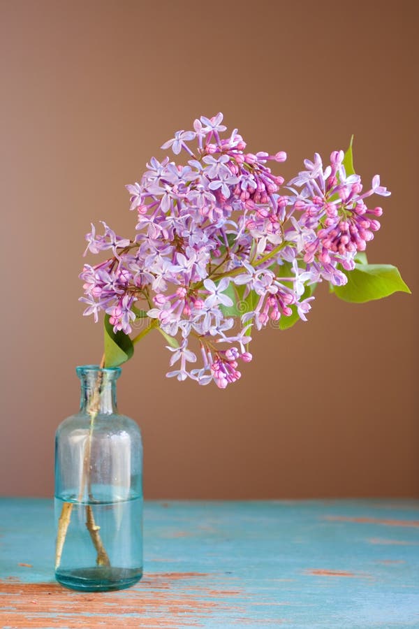 Lilac flower stock photos