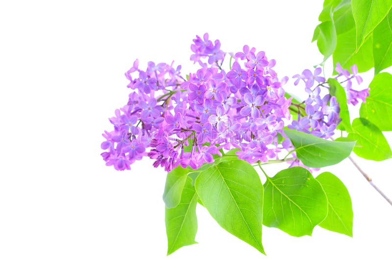 Lilac flower