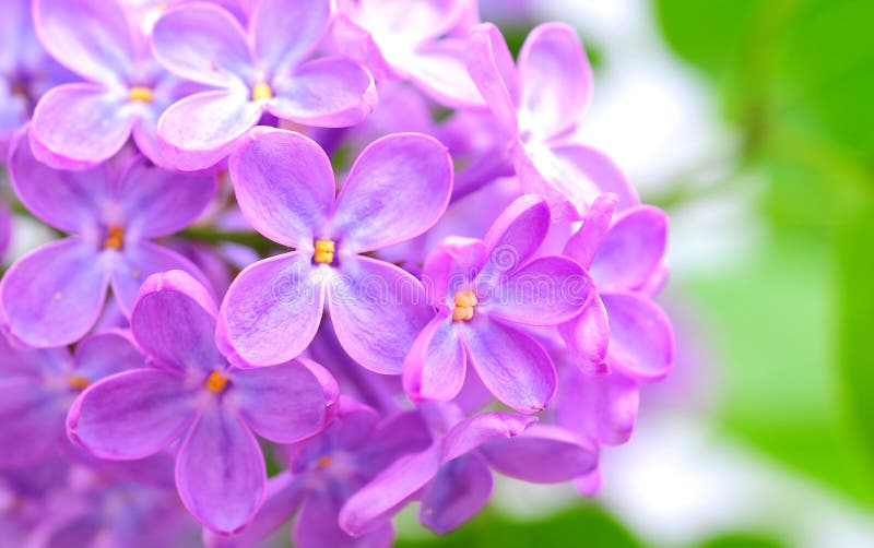 Lilac flower