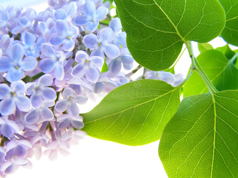 Lilac flower royalty free stock image