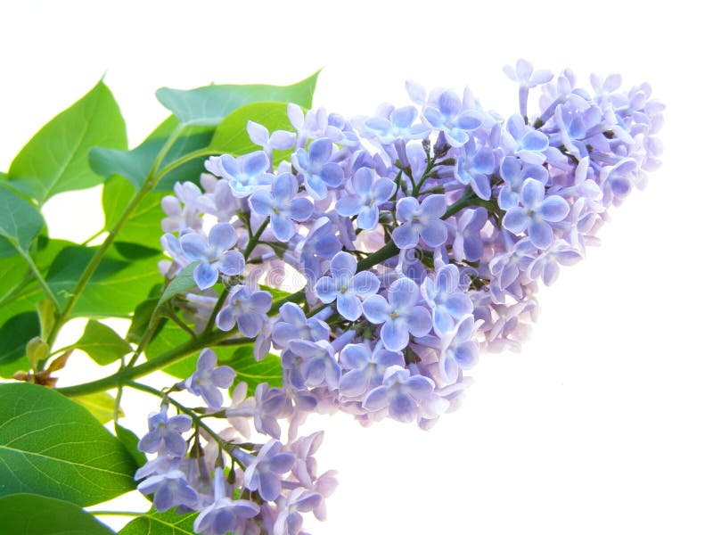 Lilac flower royalty free stock images
