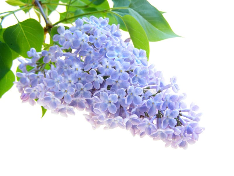 Lilac Flower stock photo. Image of purple, bright, buddleia 11070034