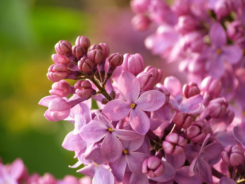 Lilac flower stock image