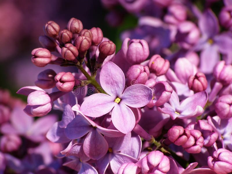 Lilac flower stock photography