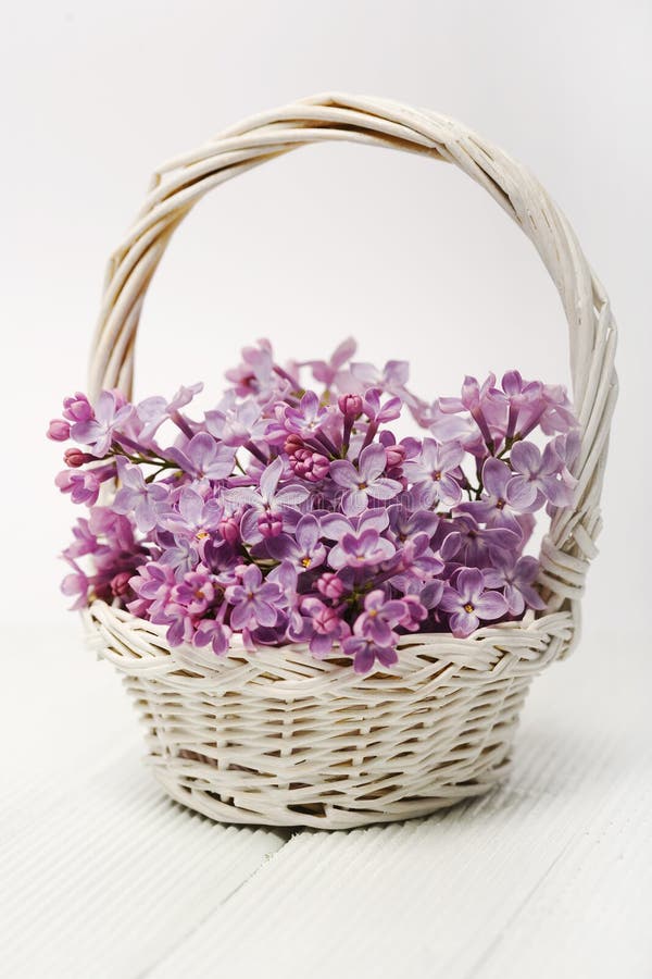 Lilac flower stock photography