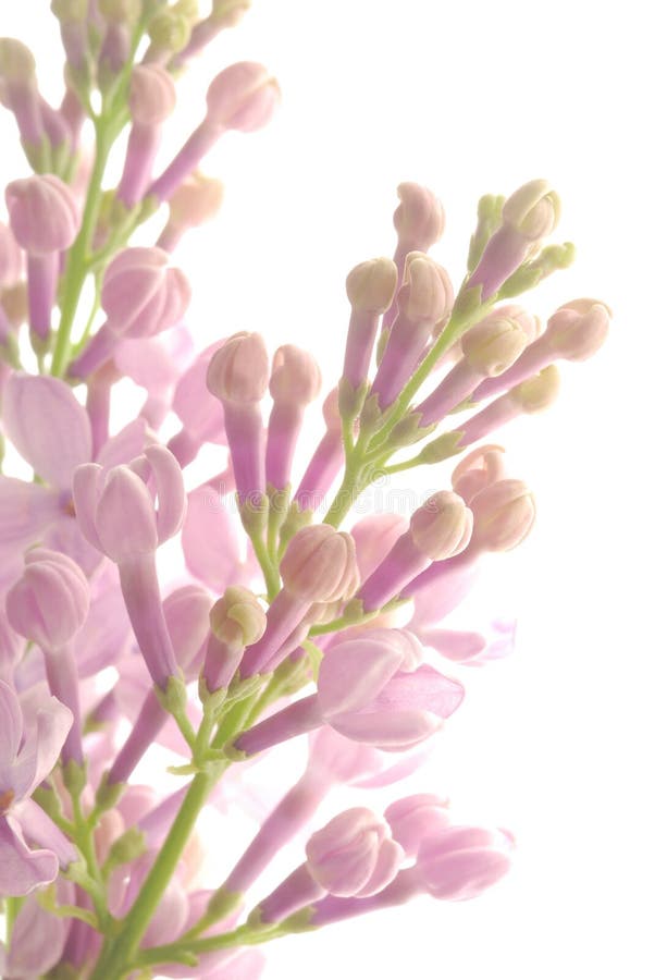 Lilac flower stock photo
