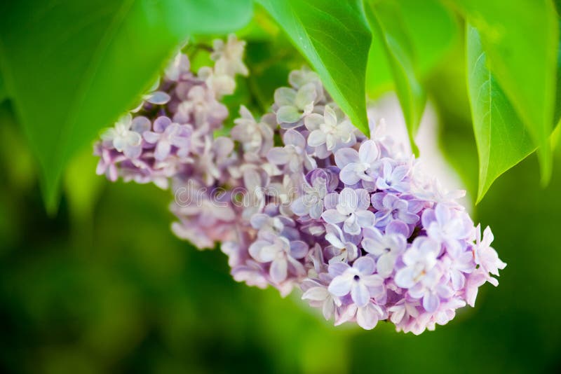 Lilac flower royalty free stock photo