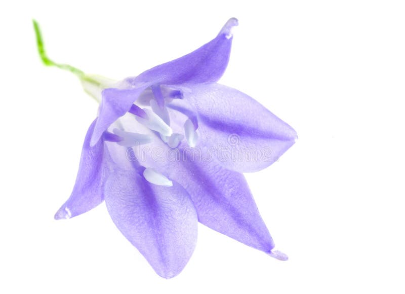 Lilac flower stock photos