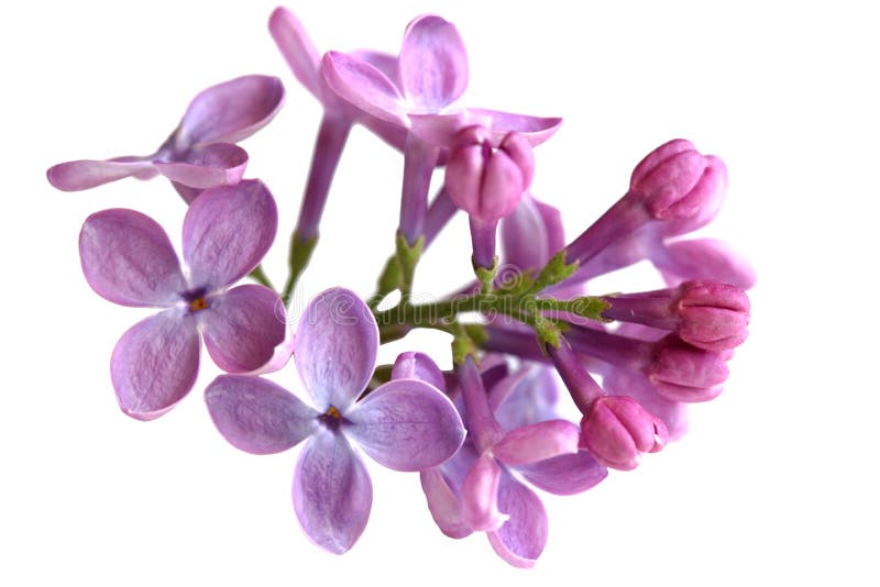 Lilac Flower royalty free stock photos