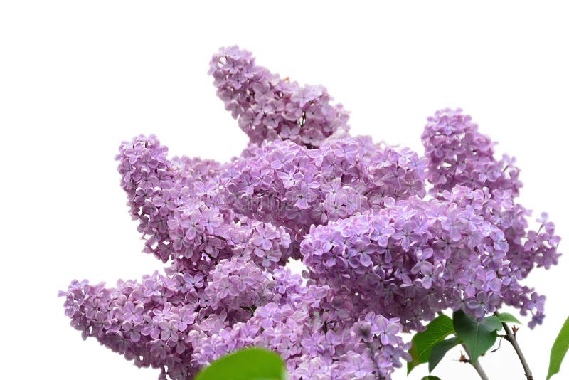 Lilac Flower Isolated on White Background Syringa Vulgaris Stock
