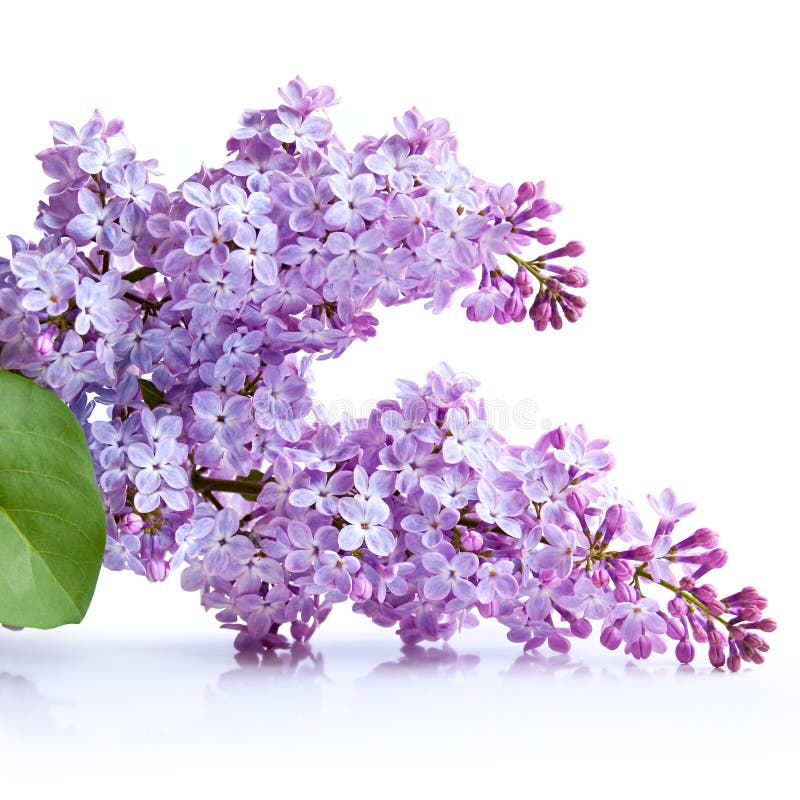Spring lilac flower stock photo. Image of botanical, abstract 19509956