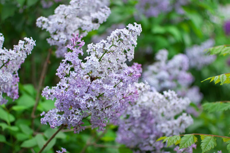 Lilac flower on bush stock image. Image of brunch, beautiful 198737107