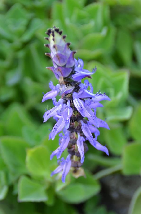 The lilac flower of the Chilean boldo (Peumus boldus) stock photos
