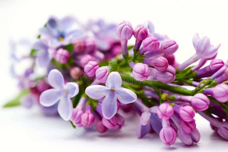 Lilac flower cluster royalty free stock images