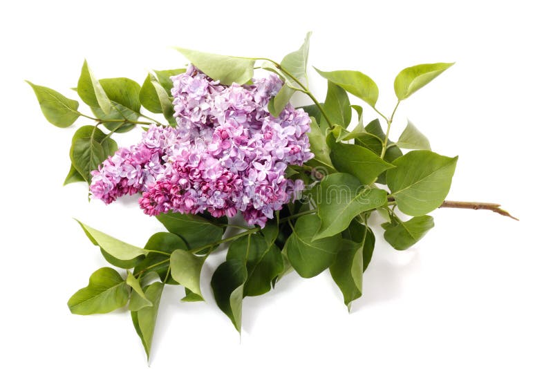 Lilac flower isolated stock image