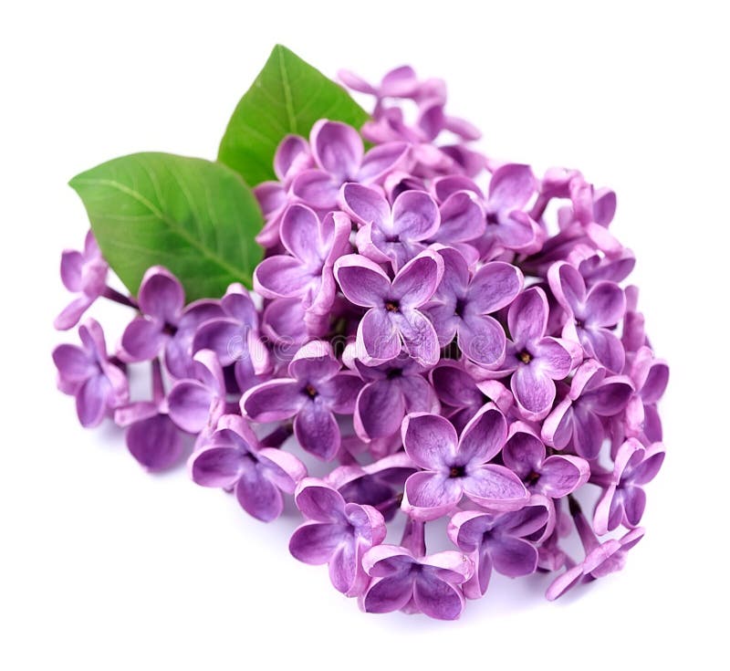 Spring lilac flower stock photo. Image of botanical, abstract 19509956