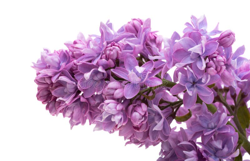 Lilac flower isolated stock photo. Image of leaf, violet 276442436