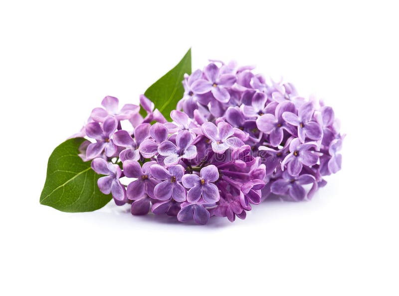Lilac flower with leaves stock photography