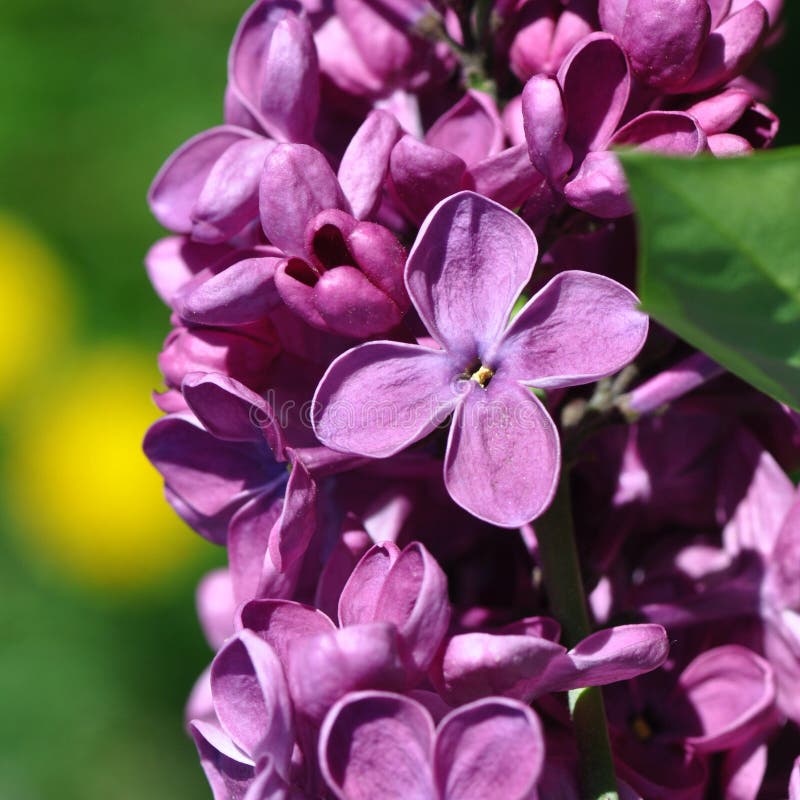 Lilac flower stock image. Image of global, botanical 114877223