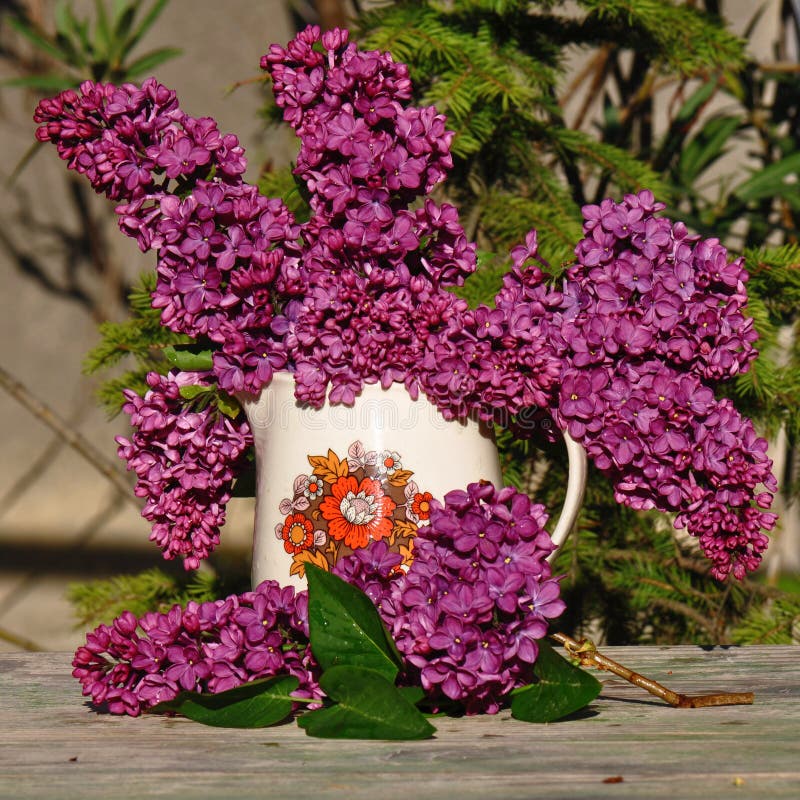 Lilac flower stock image. Image of global, botanical 114877223