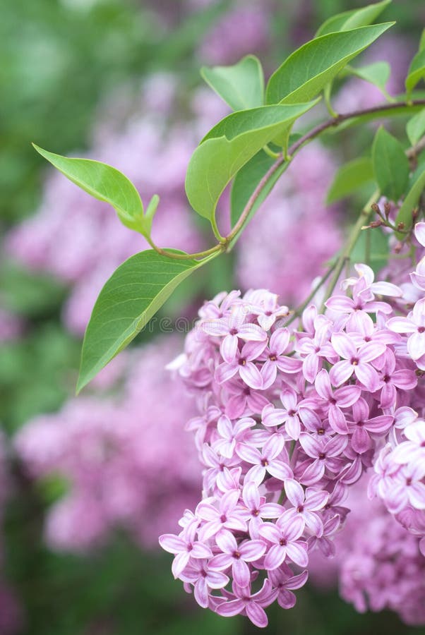 Syringa Meyeri Palibin Korean Lilac Stock Photo Image of spring, ornamental 94619112