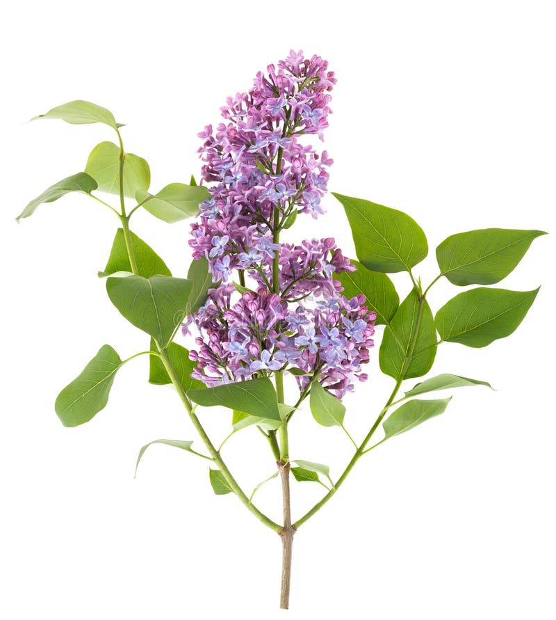 Lilac flowers stock image. Image of bloom, cluster, design 40148717